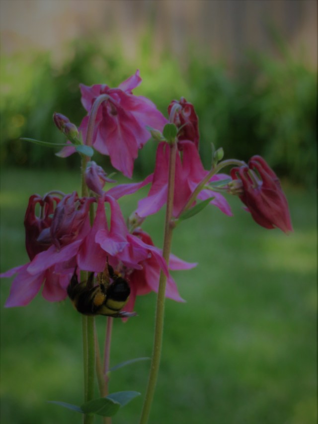 IMG_1233 (Sunscreen Filter).JPG