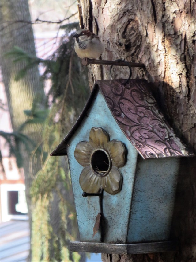 Backyard Beauty - Sparrows House.JPG